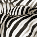 Zebra pattern